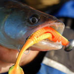 Spro Komodo Shads kriegen dank Erfolg weiteren Zuwachs Spro Komodo Shads kriegen dank Erfolg weiteren Zuwachs