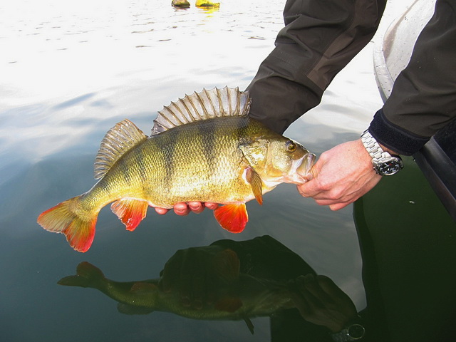 Die gigantischen Barsche des Haringvliets sind weltberühmt und verdienen mehr, als ruhmlos in Fischmehl zu enden. (Foto: Floris van den Berg)