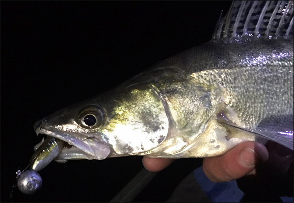 Auch einen Zander bei Nacht konnte der Bony Shad von seiner Fängigkeit überzeugen