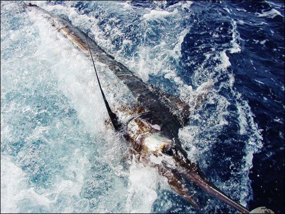 Bislang mein größter Blue Marlin (ca. 700 lbs)